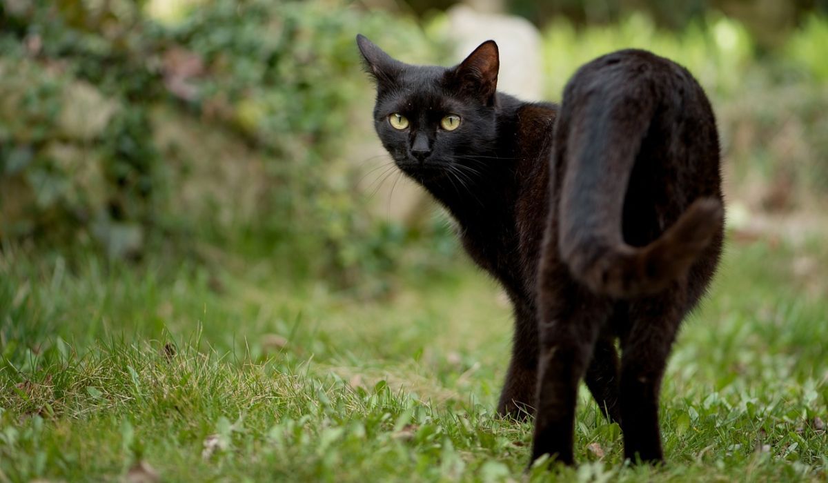 Co zrobić, gdy czarny kot przebiegnie drogę?