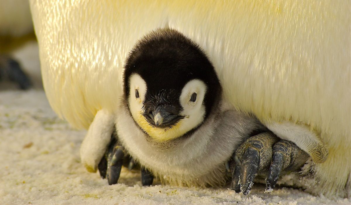 Pingwin cesarski