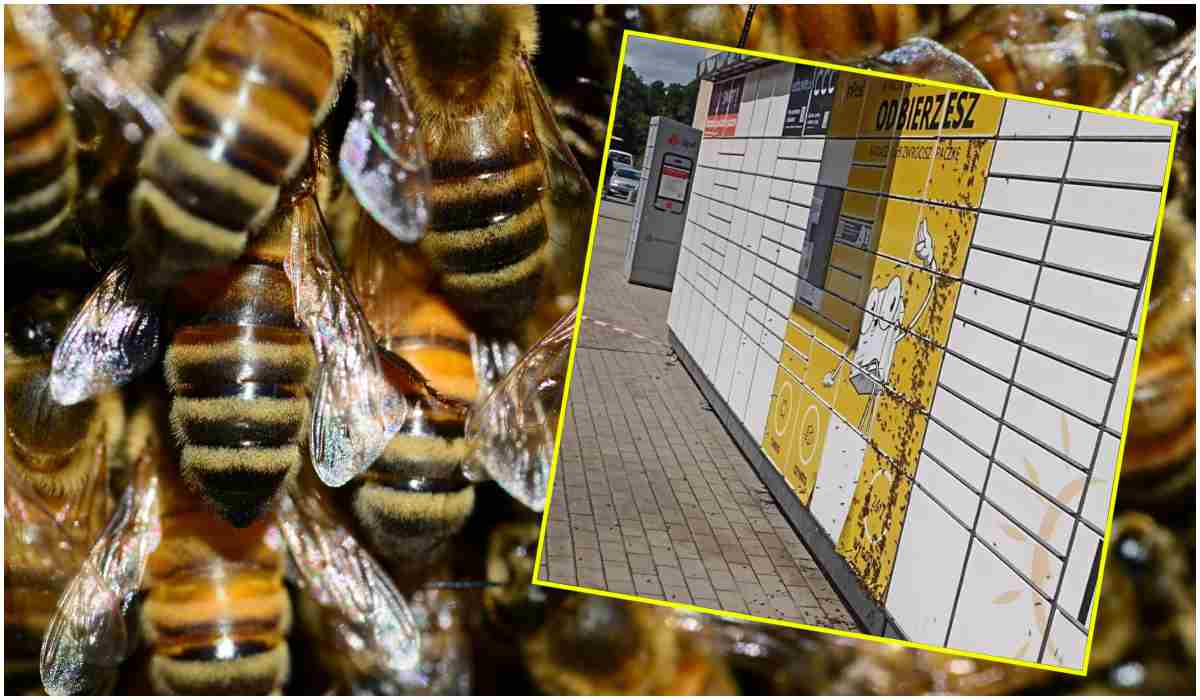 Paczkomat oblegany przez pszczoły