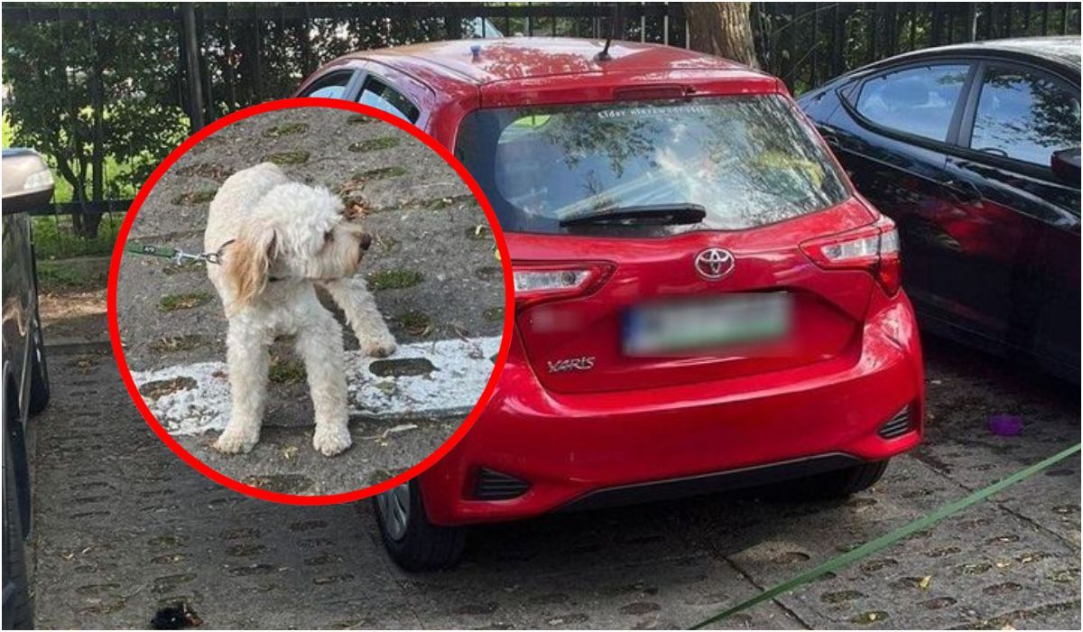Pies zamknięty w nagrzanym samochodzie