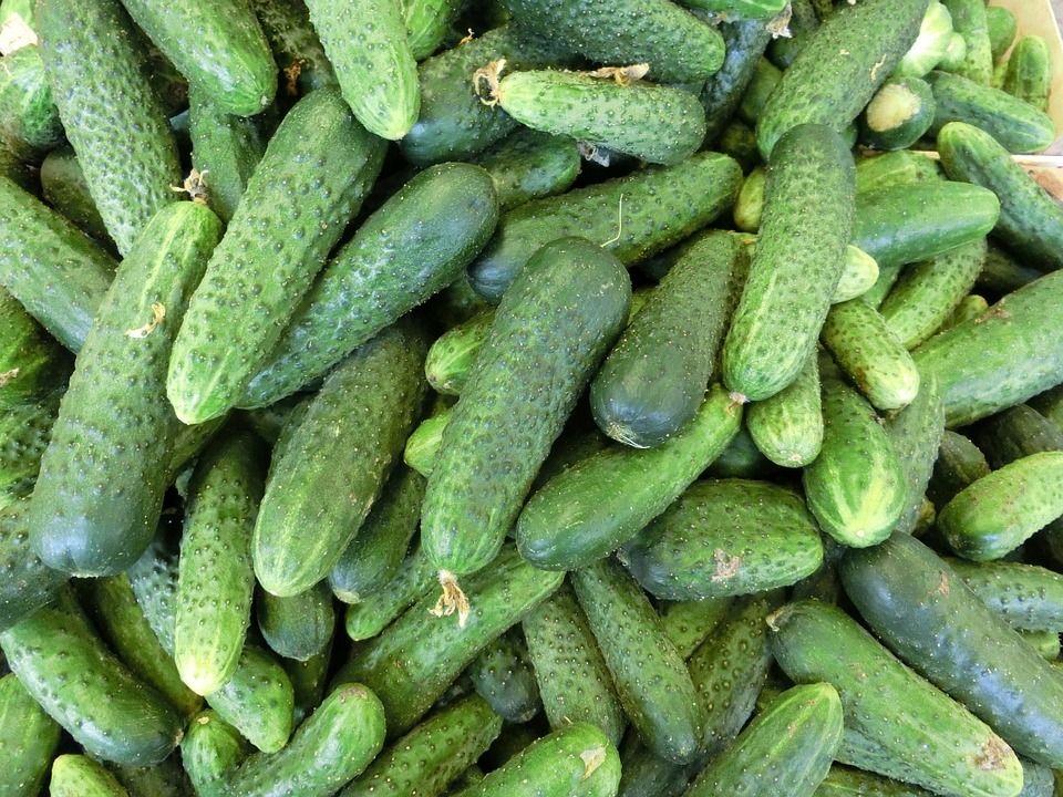 cucumbers-379886 960 720