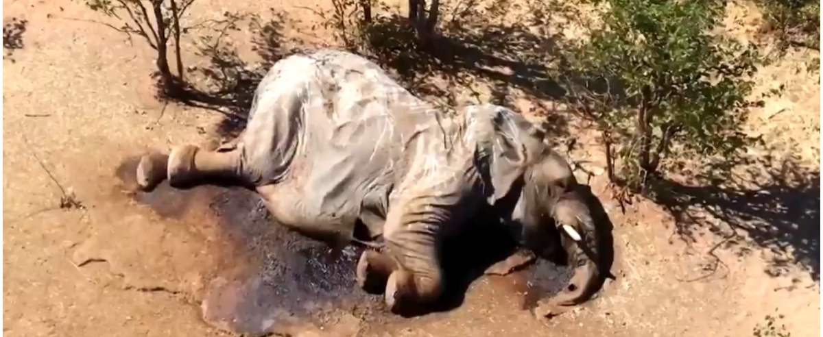 Słonie w Botswanie masowo wymierają, nikt nie wie dlaczego