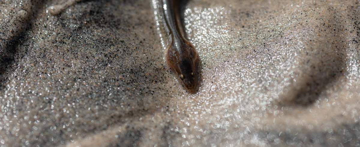Węgorz europejski - pełna tajemnic ryba o wężowym kształcie ciała