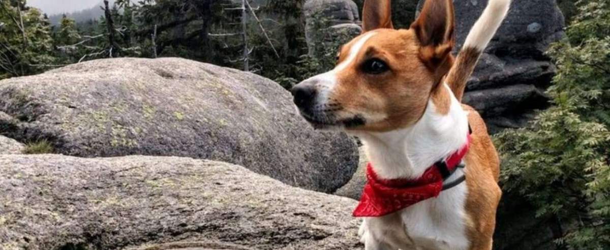 Pies uratował zaginionego przyjaciela