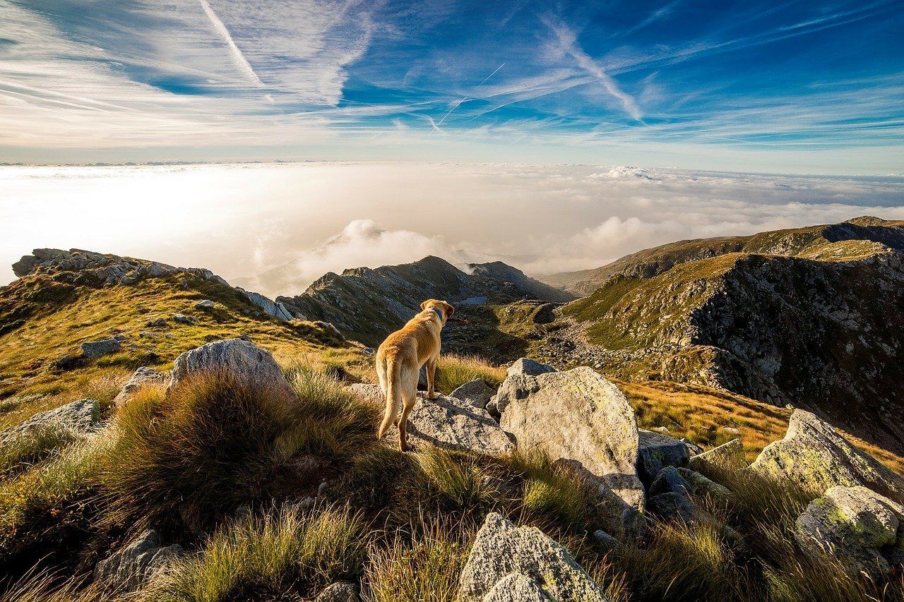 Czarnogórski gończy górski – tajemniczy pies z Bałkan