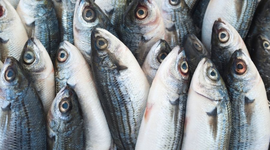 Jakie gatunki ryb warto jeść?