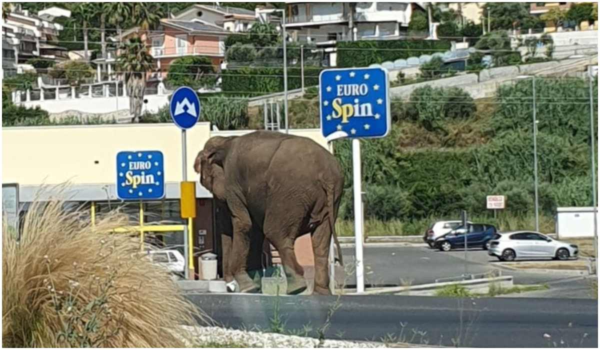 Słoń w mieście