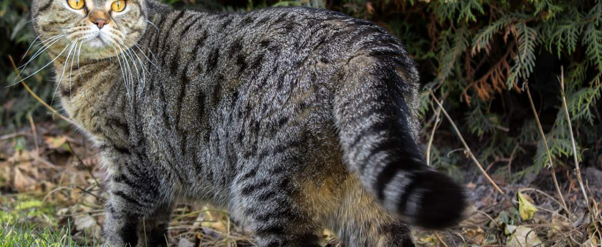 Kot szkocki zwisłouchy – kot z oklapniętymi uszami