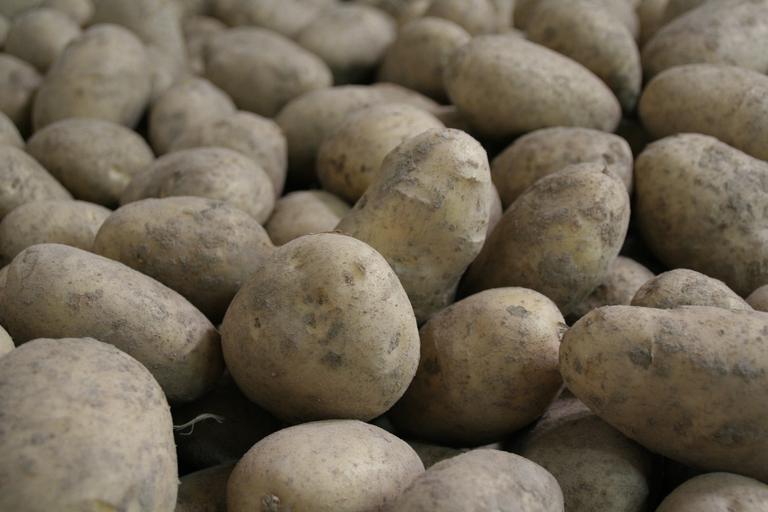 potatoes-potato-potato...riculture-965508