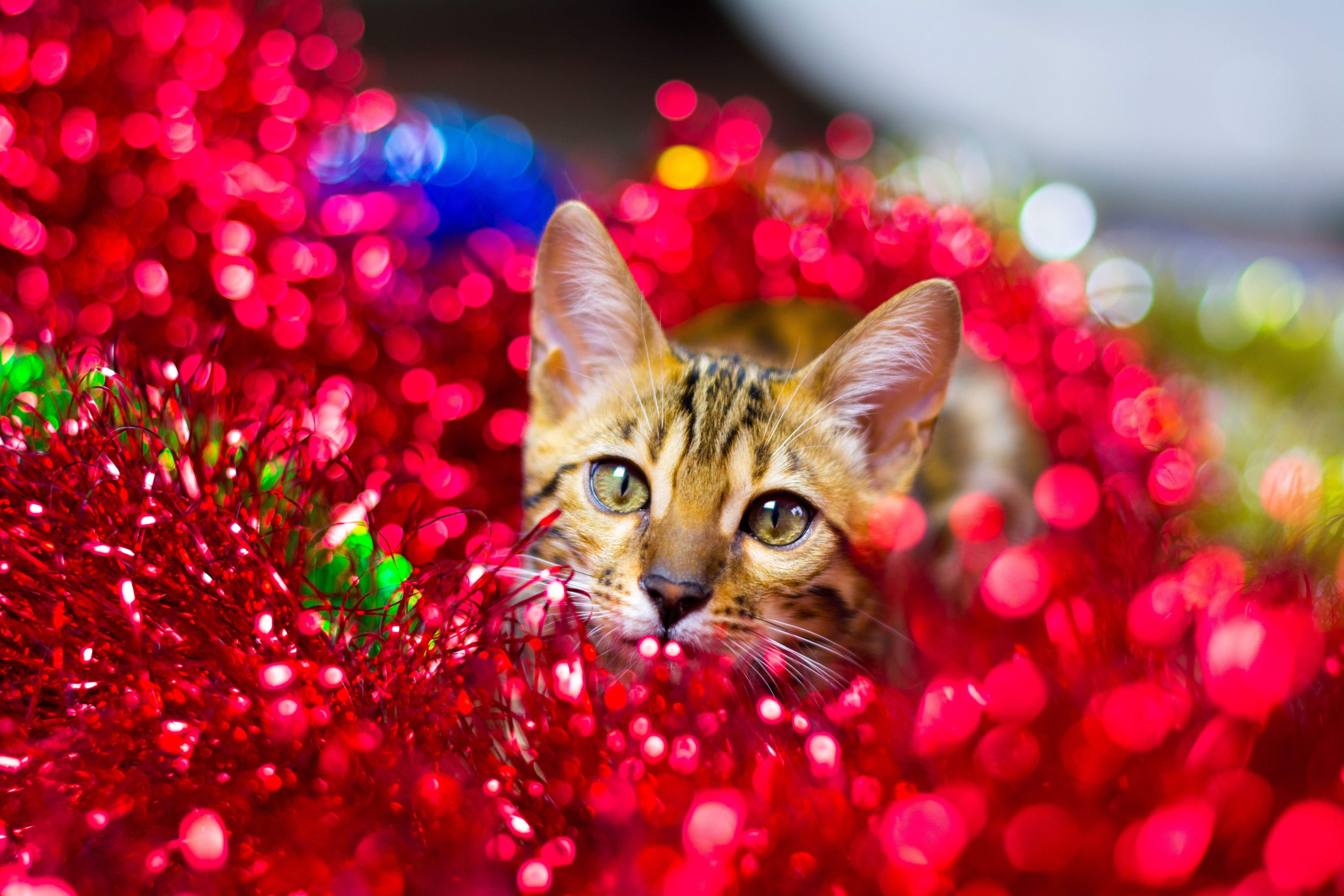 Kotek w ozdobach świątecznych