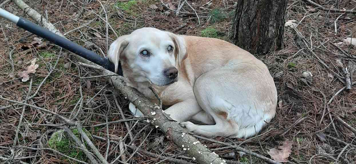 Ślepy labrador porzucony w lesie