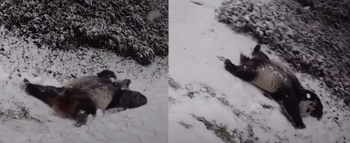Panda bawi się na śniegu