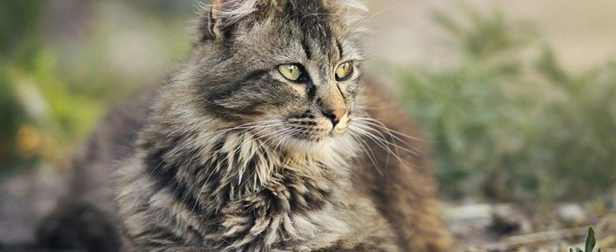 Jak długo żyją koty? Co wpływa na długość życia kota?