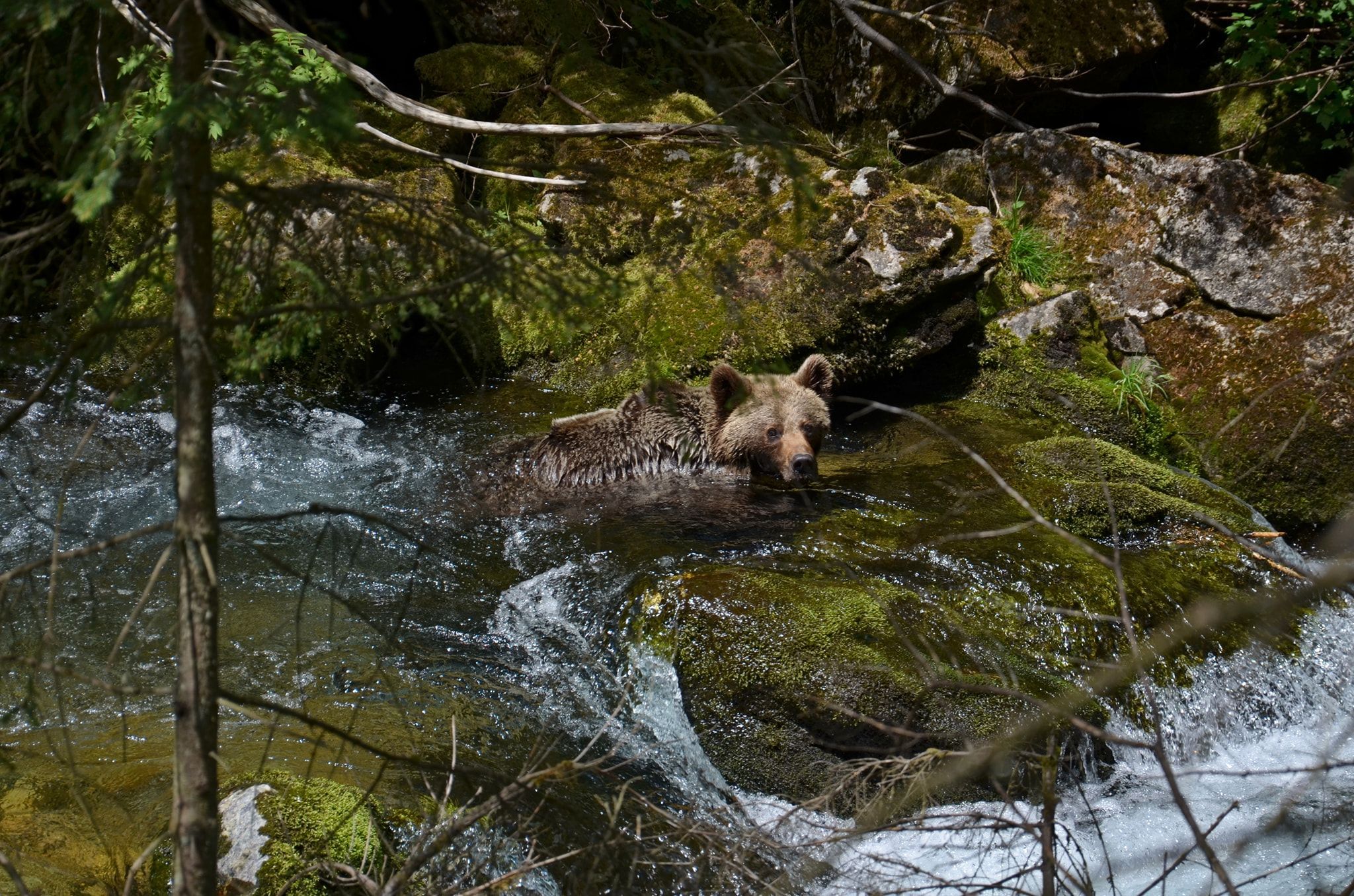 niedźwiedź w Tatrach