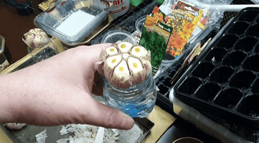 Sadzenie czosnku w butelce
