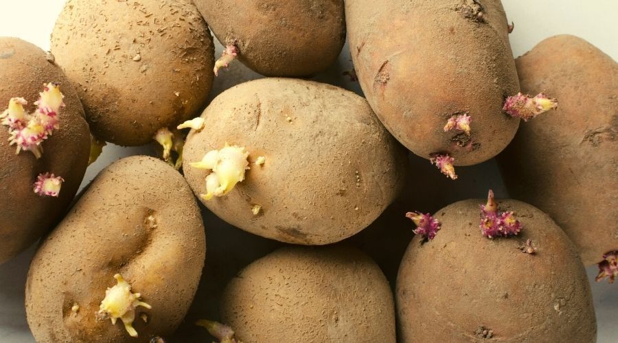 Czy można jeść ziemniaki, które puściły pędy?