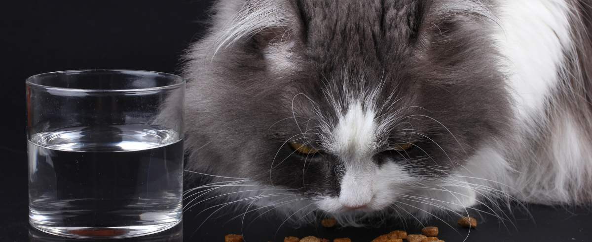 Kot nie chce jeść – porady dla właścicieli kocich niejadków
