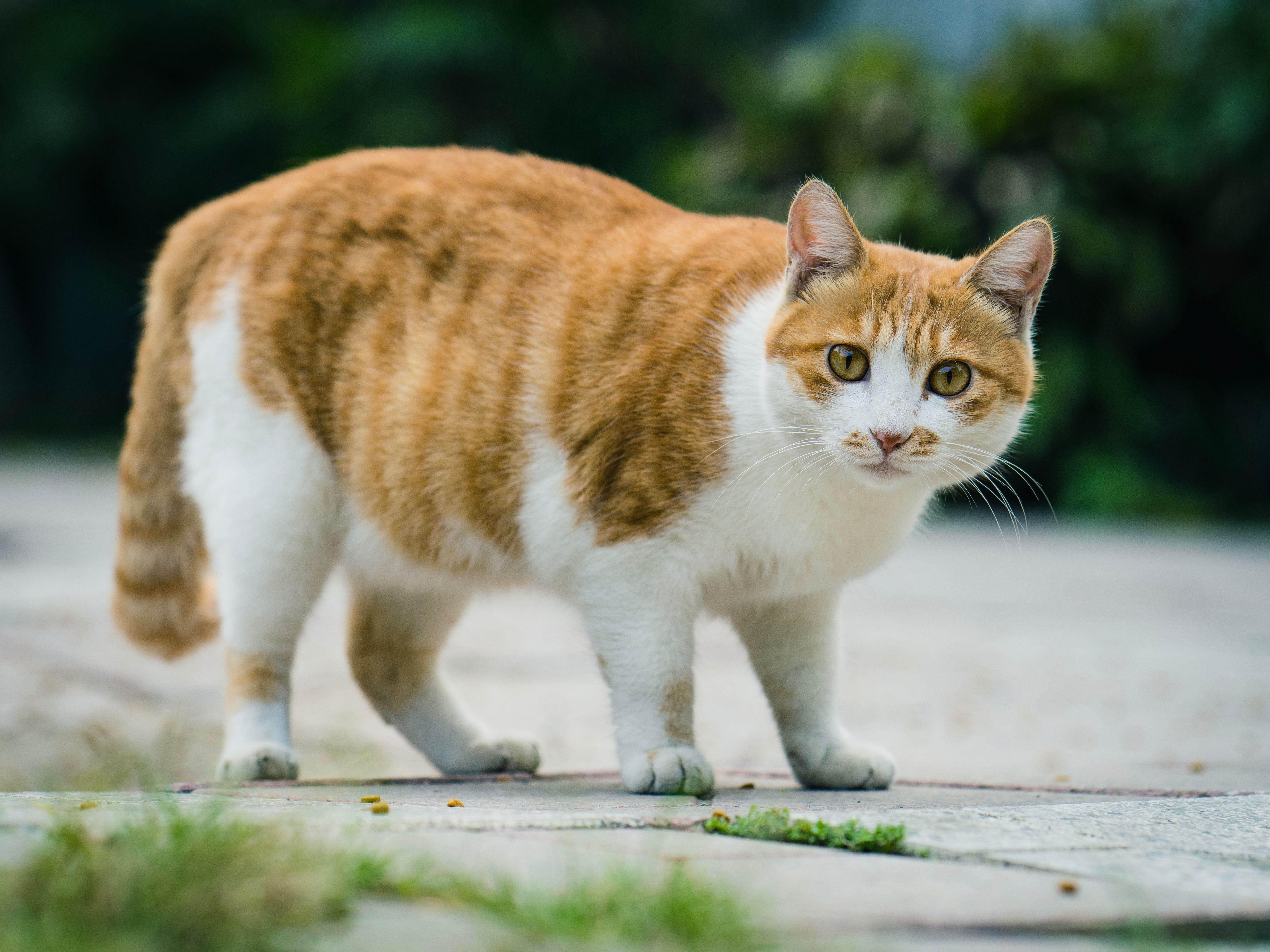 Gruby kot: jak poradzić sobie z nadwagą u kota?