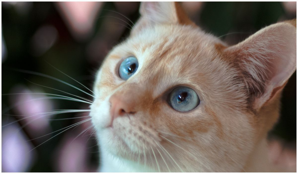 Portret kota z niebieskimi oczami