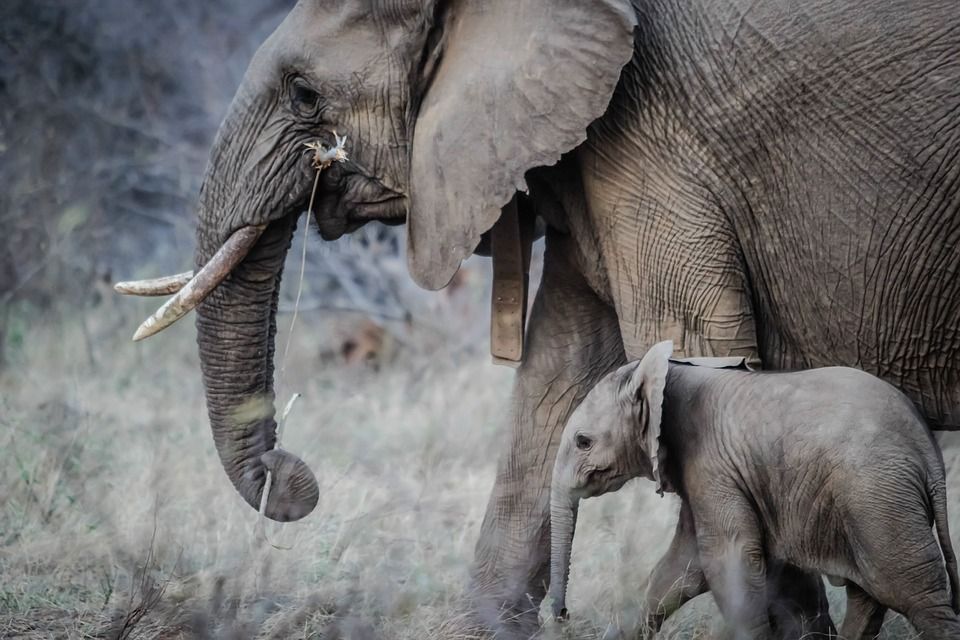 słoń i słoniątko