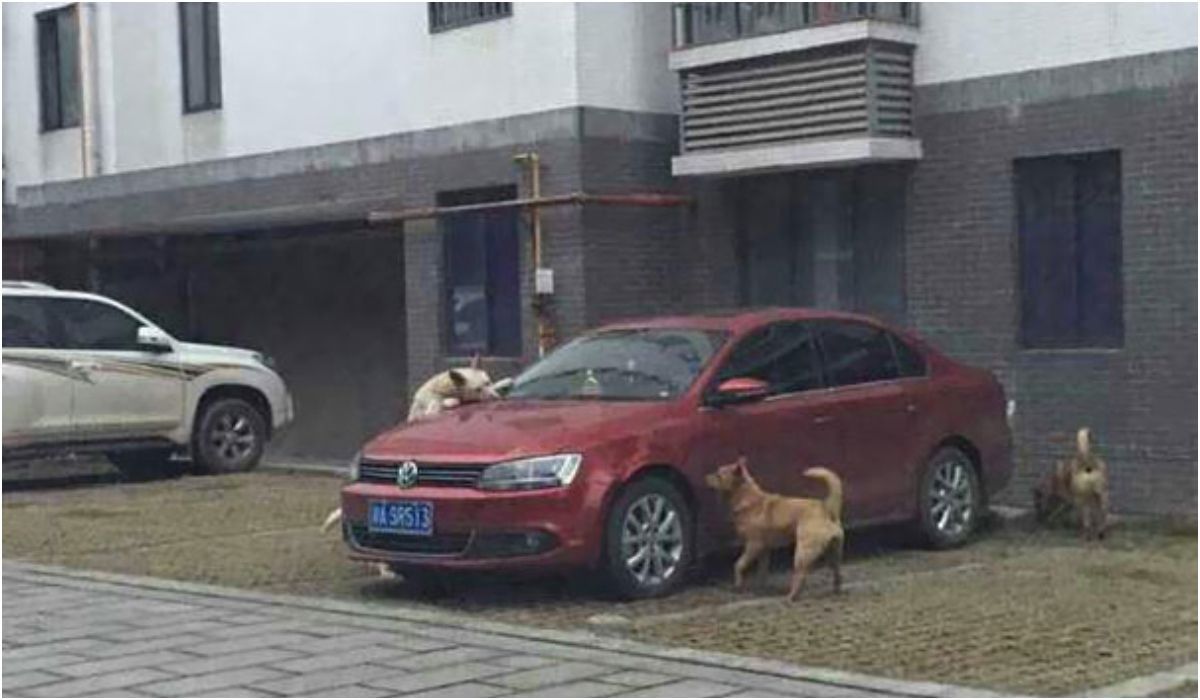 Psy wokół samochodu