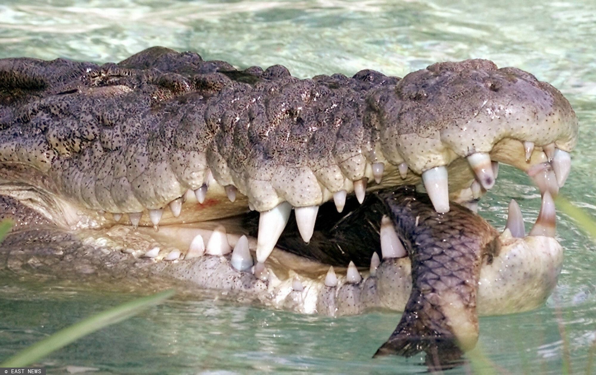 Krokodyl 