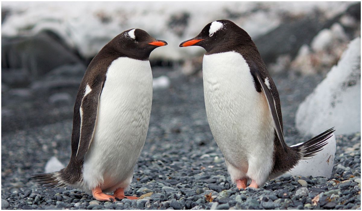 Pingwiny białobrewe wymieniające czułości