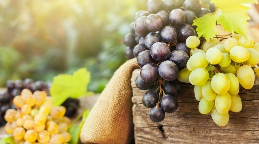 Które winogrona są najlepsze - jasne czy ciemne? Odpowiedź może zaskoczyć