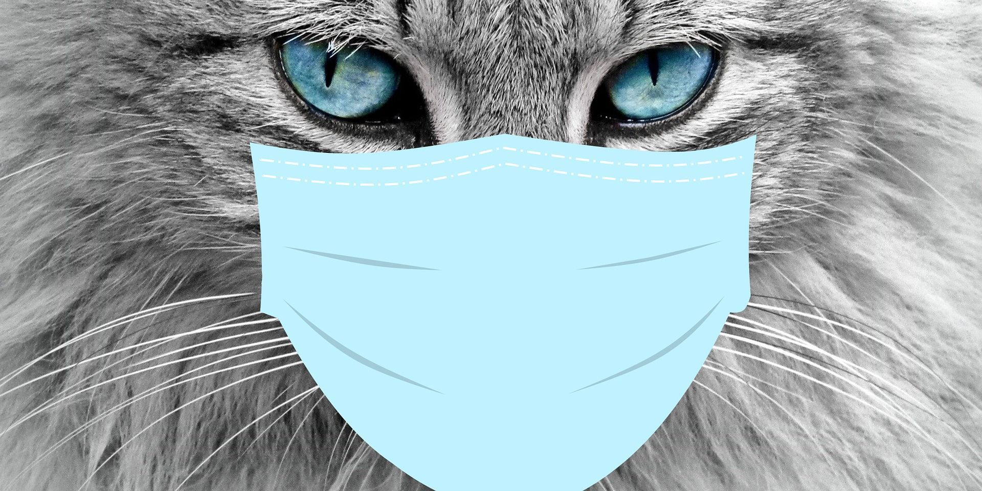 Toksoplazmoza u kota: czy możesz się nią zarazić?