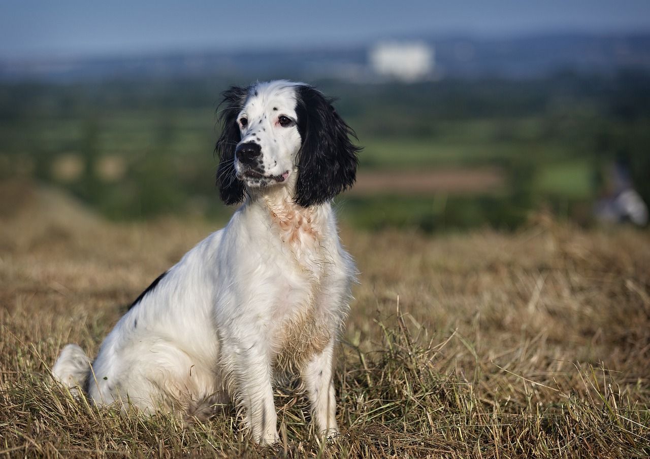 Rasy psów średnich - krótkowłosych i długowłosych