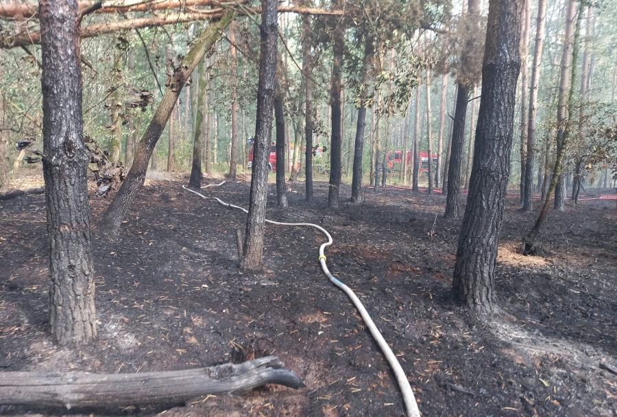Wielkopolskie: Pożar lasu w Bartodziejach. W akcji samoloty gaśnicze, najprawdopodobniej doszło do podpalenia