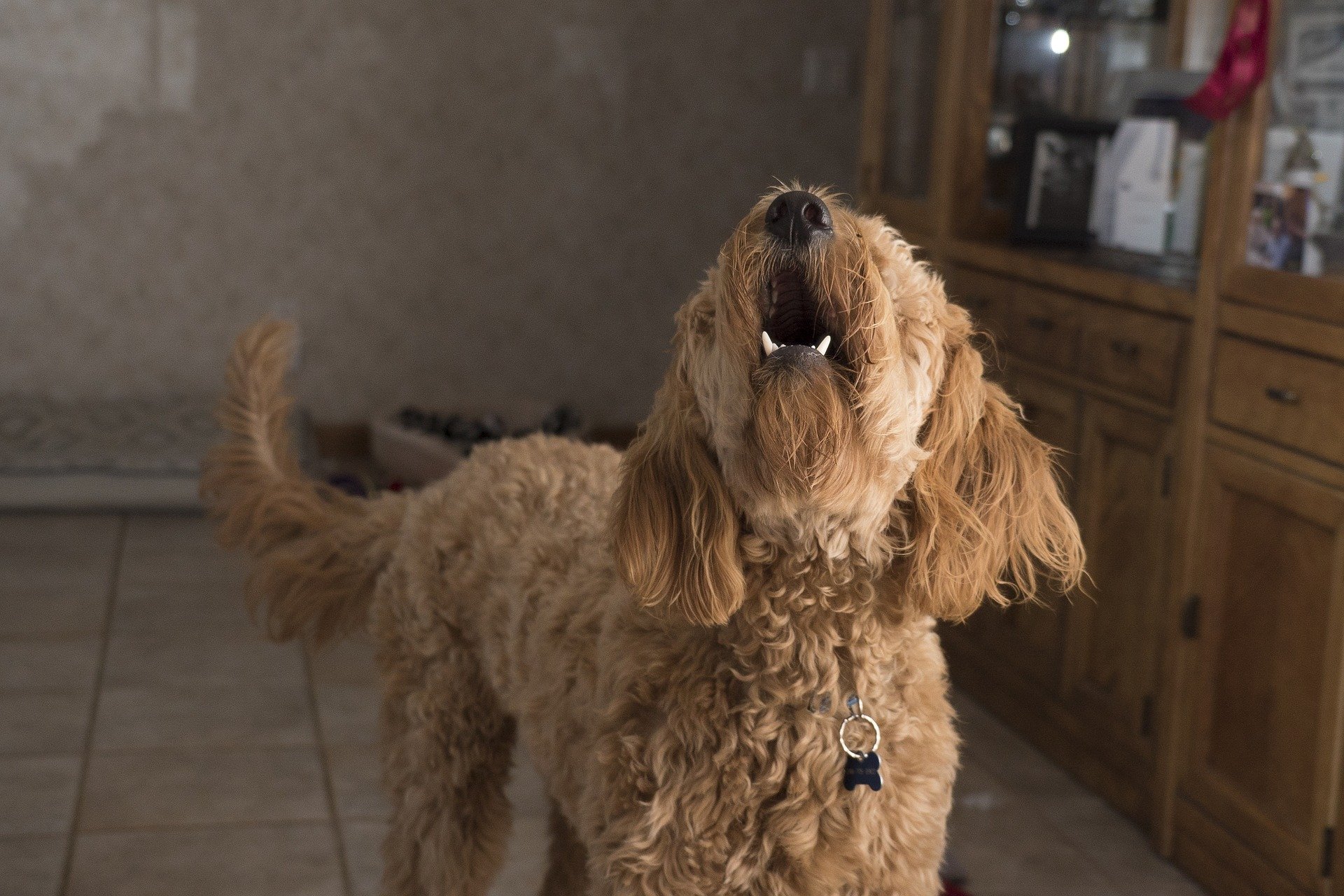 Szczekanie psa – jak rozumieć psią mowę?