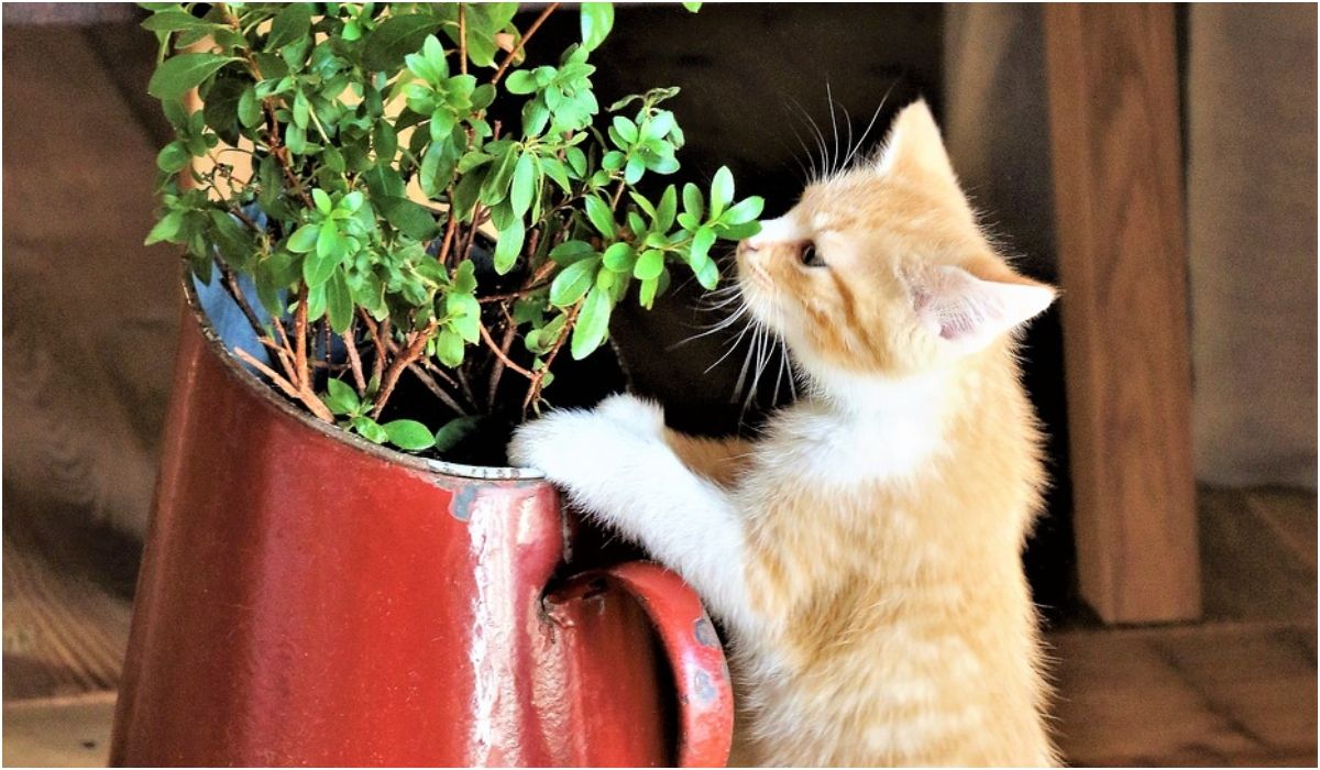 Kot w roślinach