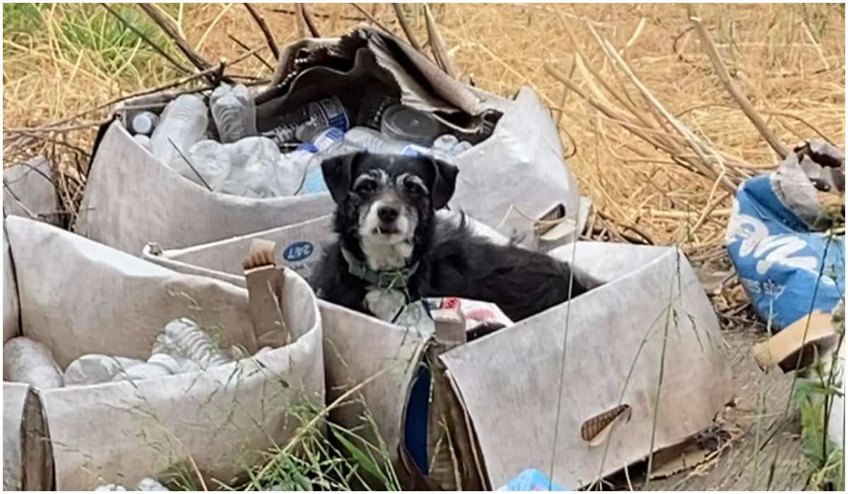 Pies wśród śmieci