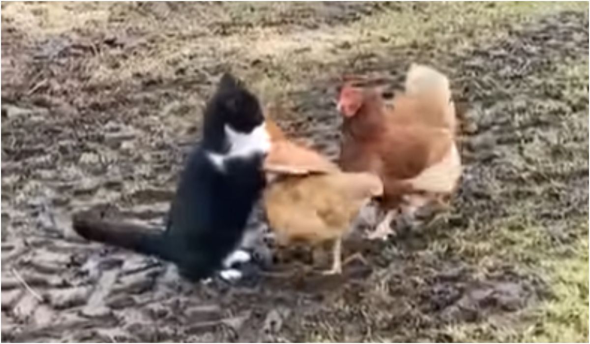 Kot atakuje kurę