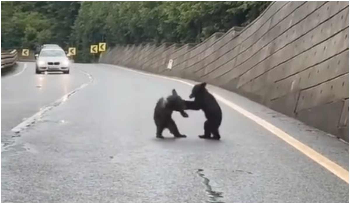 Dwa niedźwiadki na drodze