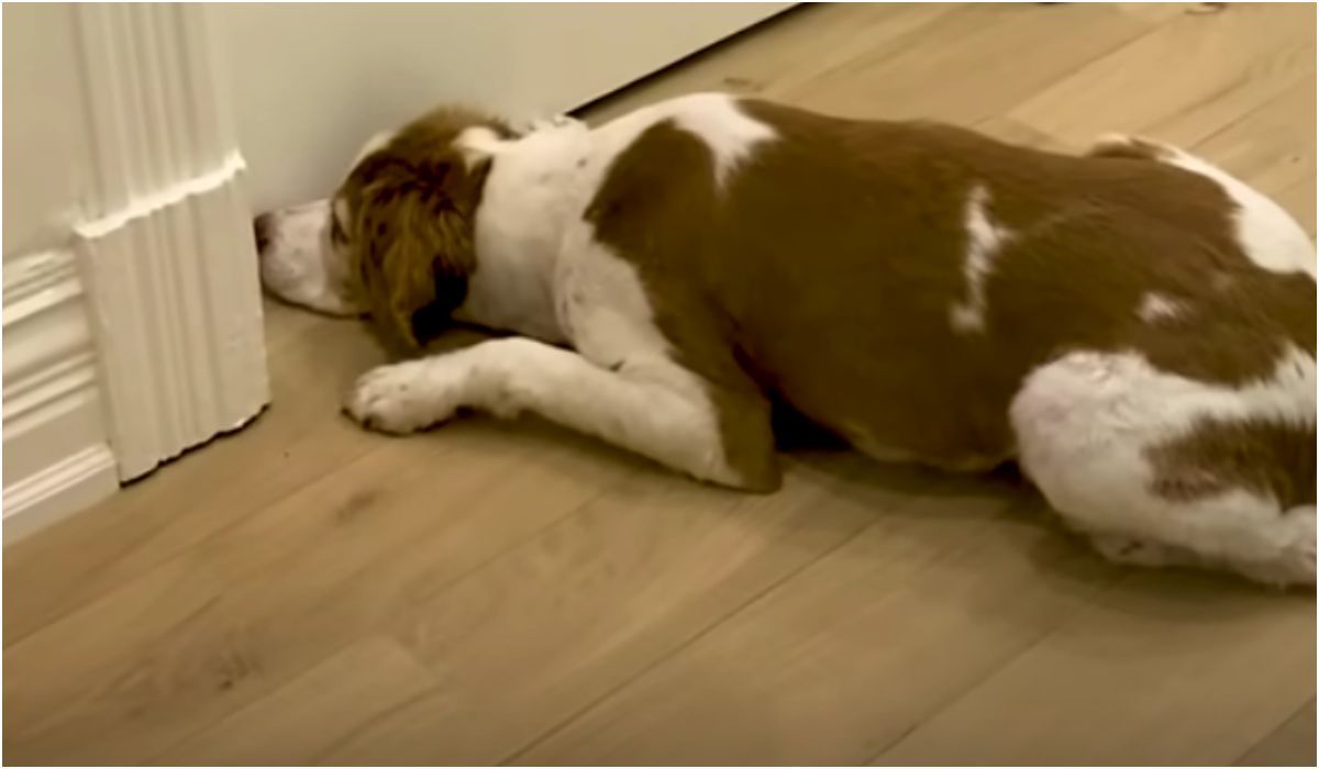 Pies leżący pod drzwiami