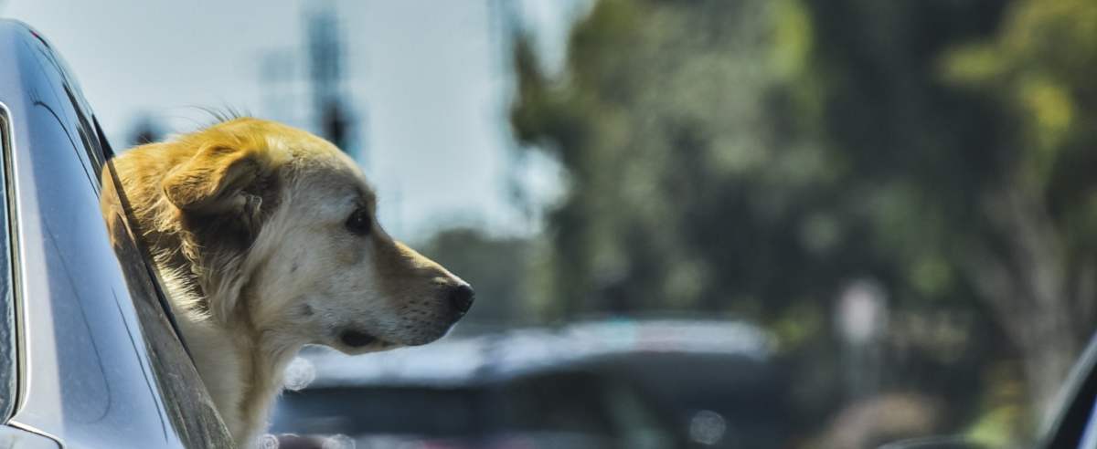 Kancelaria Sejmu chciała wydać 300 tys. złotych na auto dla psów.