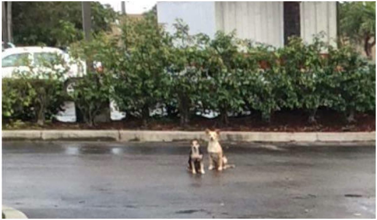 Dwa psy siedzące na parkingu