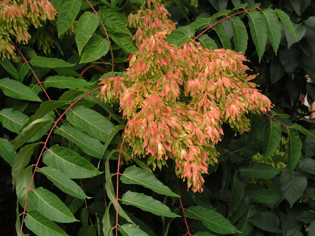 Ailanthus-altissima.jpg