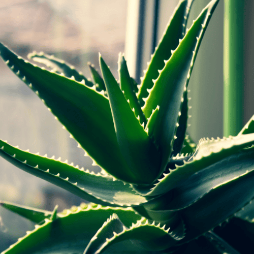 Aloes.png
