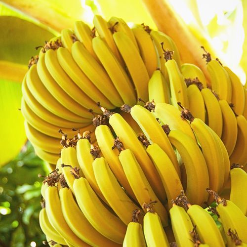 Banan - egzotyczna przekąska.jpg
