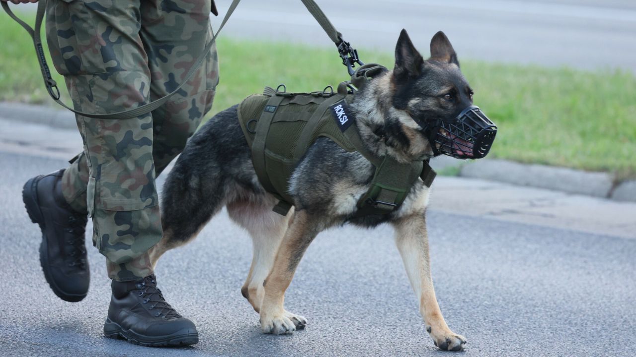 żołnierz z psem