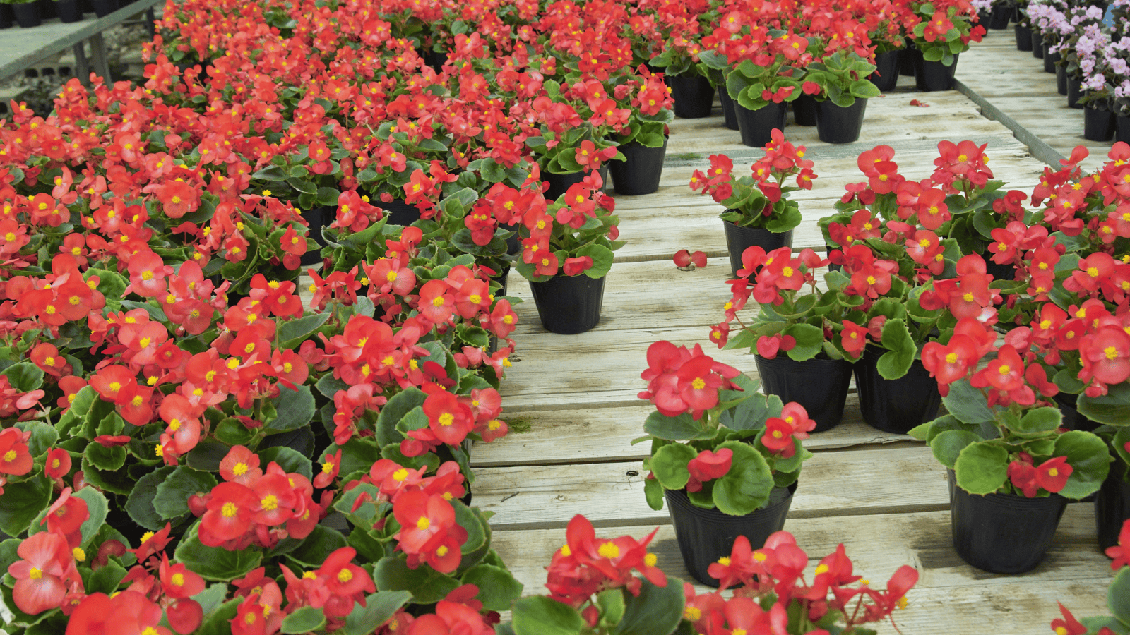 Luty w ogrodzie. Ostatni dzwonek, by wysiać "żelazną damę" rabat