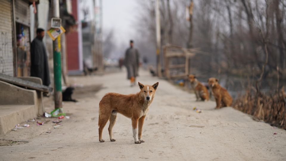 Bezdomne psy w Turcji