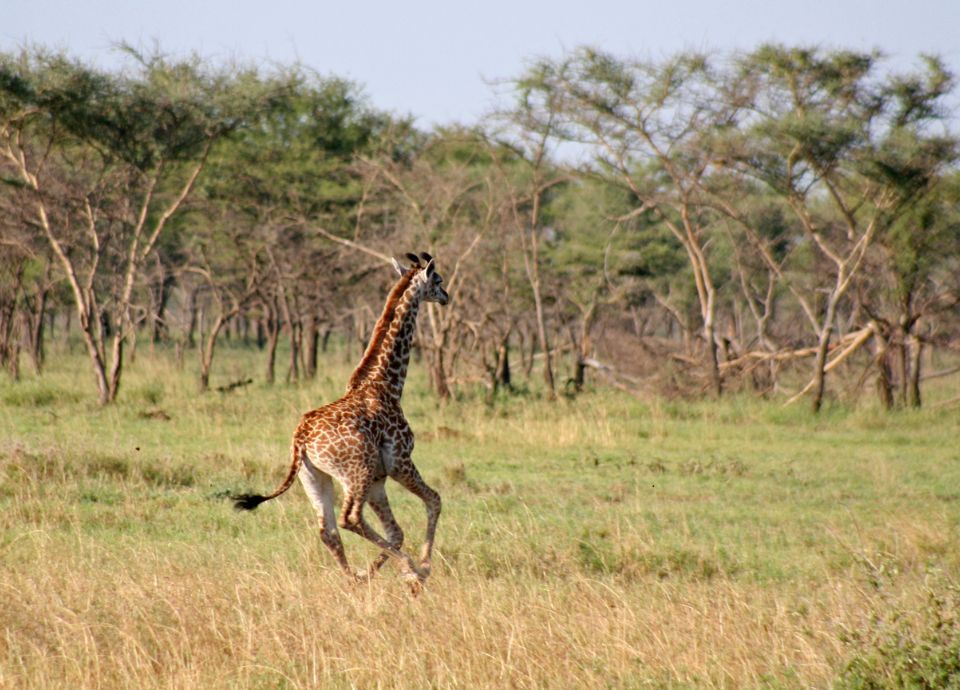 Biegnąca żyrafa