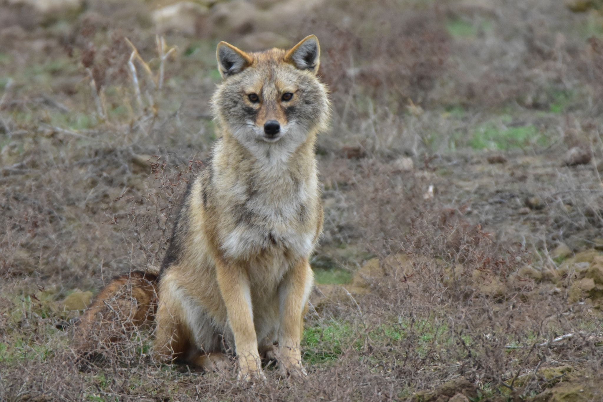 Canis_aureus_346842244.jpg