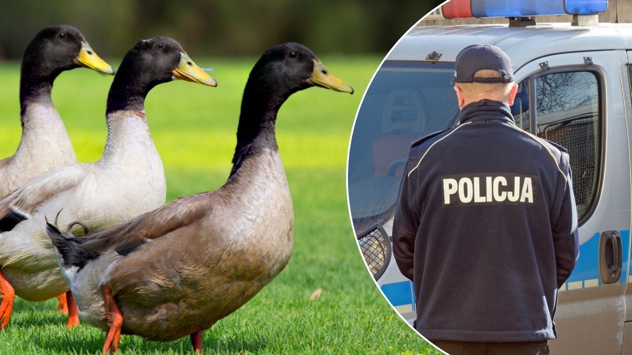 Kaczki, policja