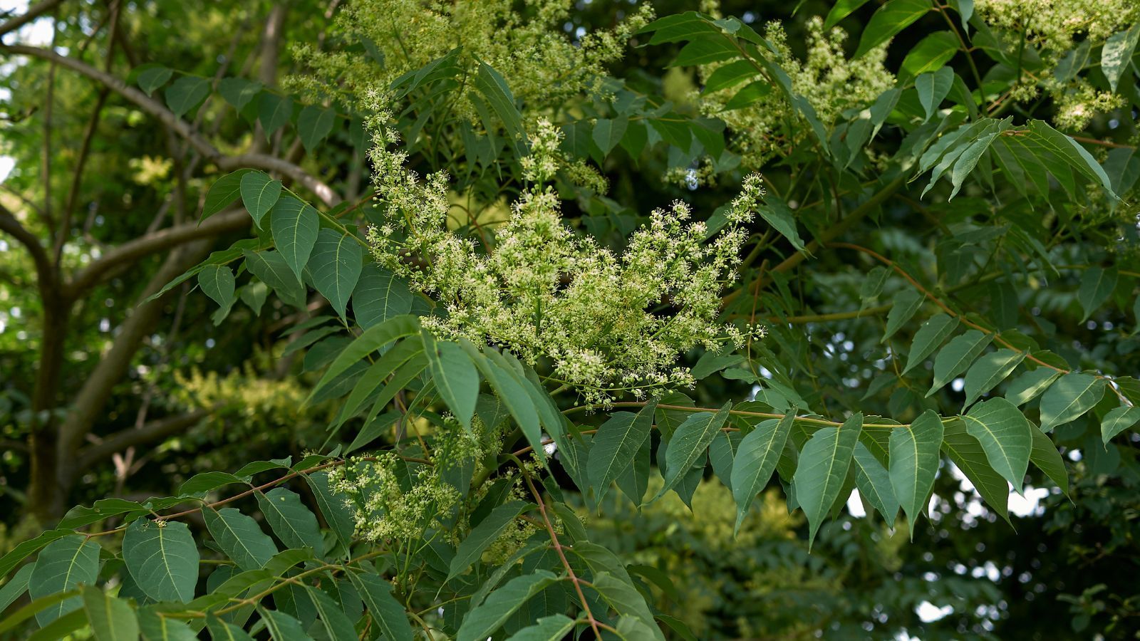 Masz w ogródku albo na podwórku? Możesz dostać karę nawet milion złotych