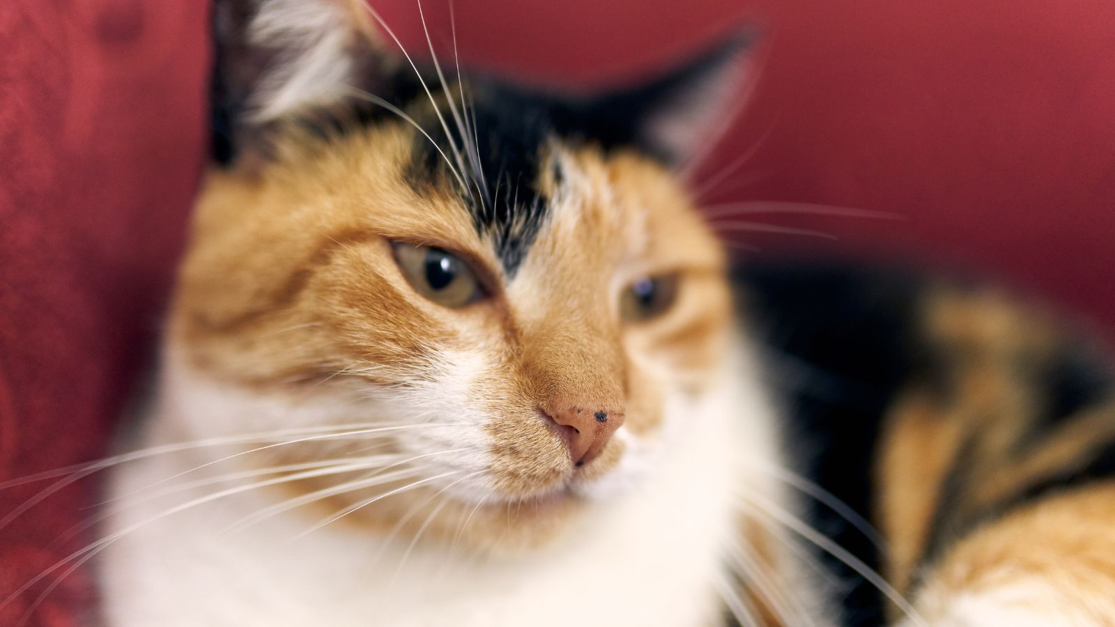 Masz takiego kota, zapłacisz podatek. W tym przypadku nie ma zmiłuj, skarbówka dowie się od razu